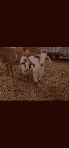 Goats for rehoming - Photo 9