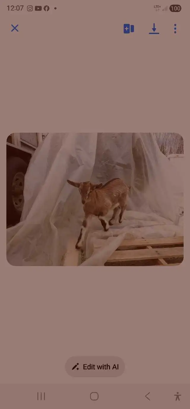 Goats for rehoming - Photo 10