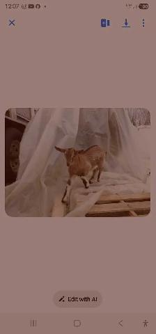 Goats for rehoming - Photo 10