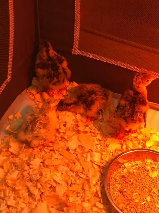 turkey poults for sale