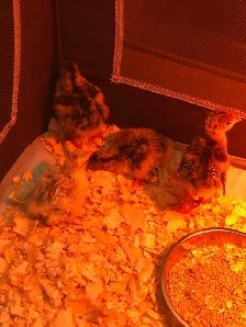 turkey poults for sale