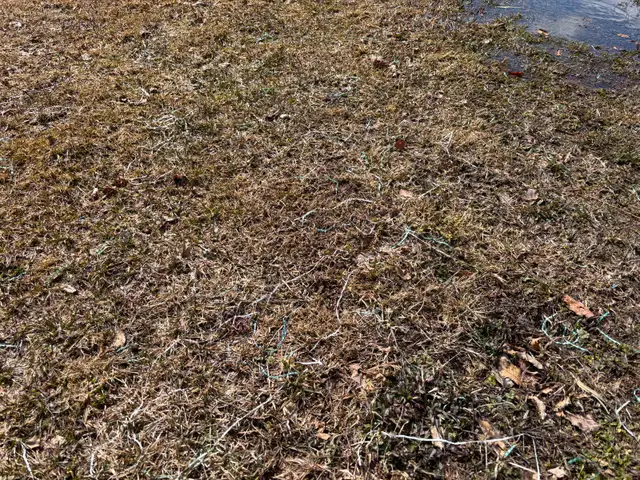 One-time job: Pick up backyard litter