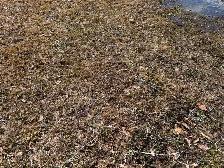 One-time job: Pick up backyard litter