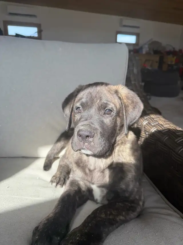 Cane Corso x Presa Canario