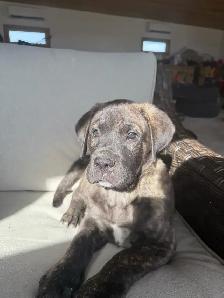 Cane Corso x Presa Canario