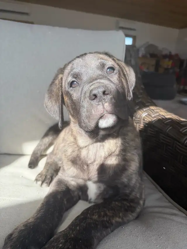 Cane Corso x Presa Canario - Photo 2