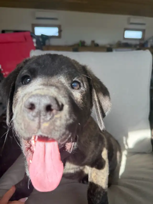 Cane Corso x Presa Canario - Photo 3
