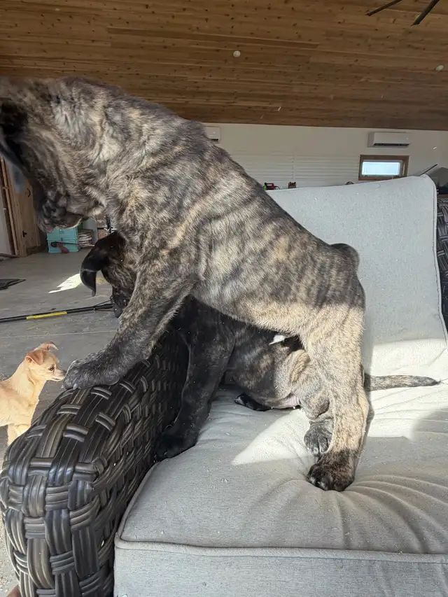 Cane Corso x Presa Canario - Photo 4