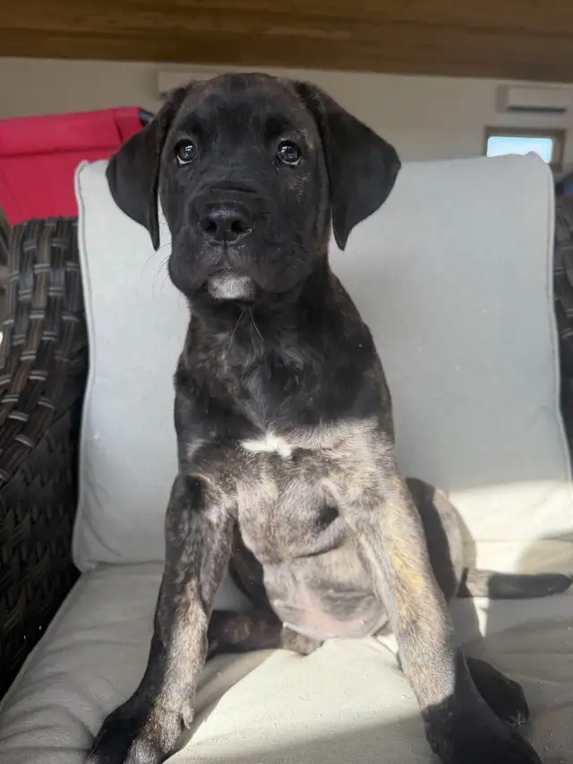 Cane Corso x Presa Canario - Photo 5