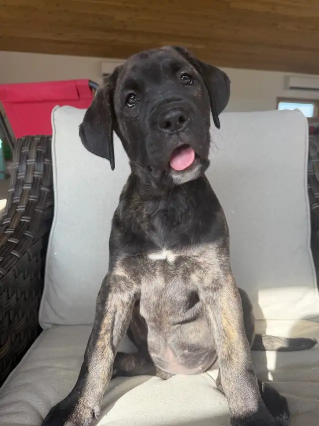 Cane Corso x Presa Canario - Photo 6