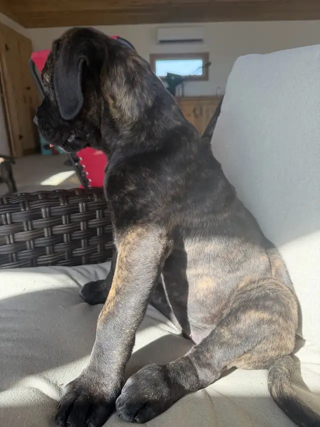 Cane Corso x Presa Canario - Photo 7