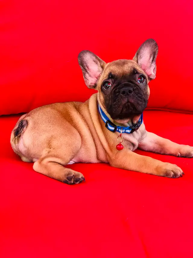 FRENCH BULLDOG PUPPIES