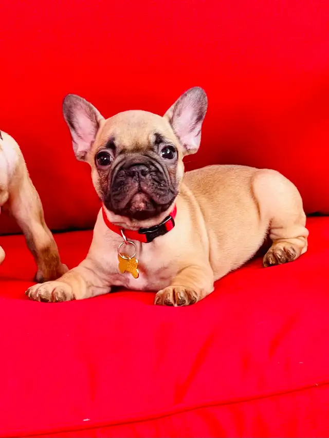 FRENCH BULLDOG PUPPIES - Photo 2