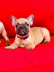 FRENCH BULLDOG PUPPIES - Photo 2