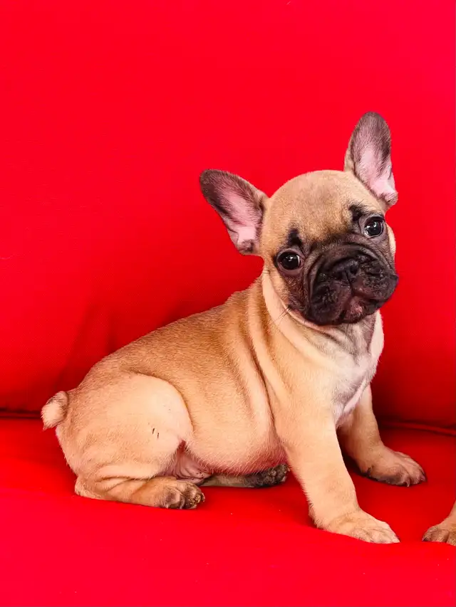 FRENCH BULLDOG PUPPIES - Photo 3