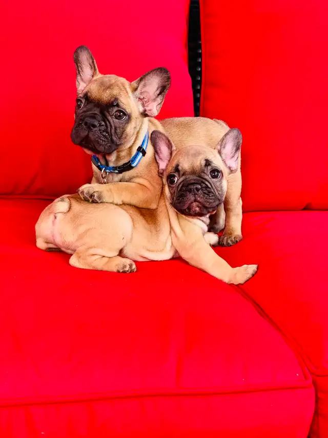 FRENCH BULLDOG PUPPIES - Photo 4