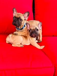 FRENCH BULLDOG PUPPIES - Photo 4