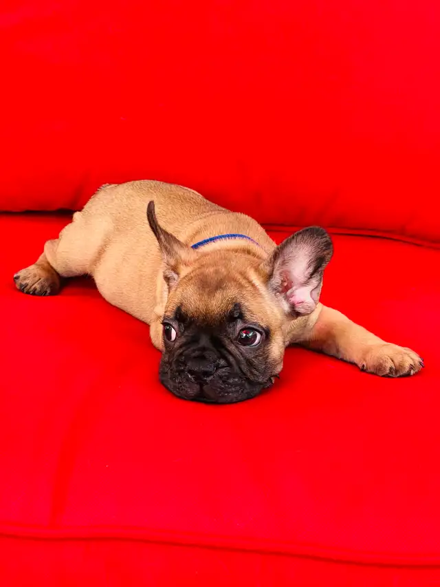 FRENCH BULLDOG PUPPIES - Photo 5