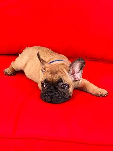 FRENCH BULLDOG PUPPIES - Photo 5