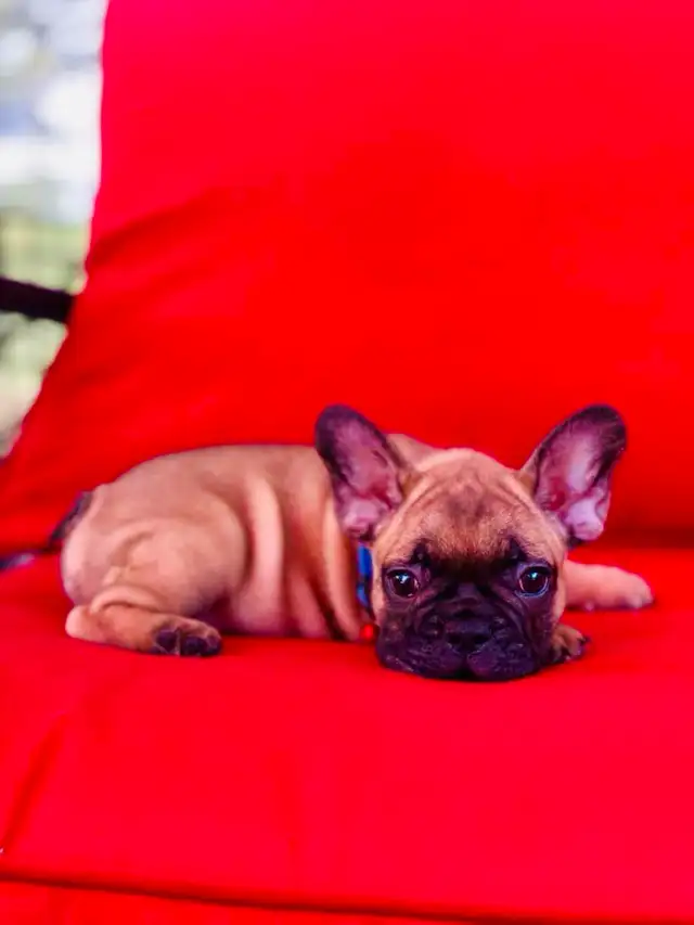 FRENCH BULLDOG PUPPIES - Photo 6