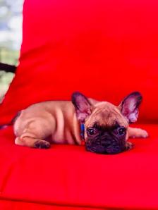 FRENCH BULLDOG PUPPIES - Photo 6