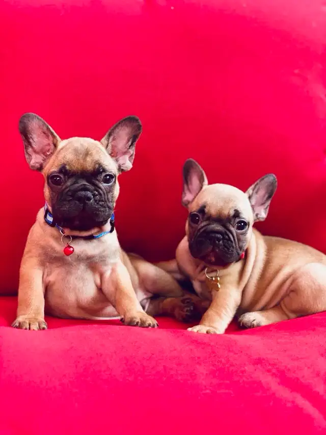 FRENCH BULLDOG PUPPIES - Photo 7