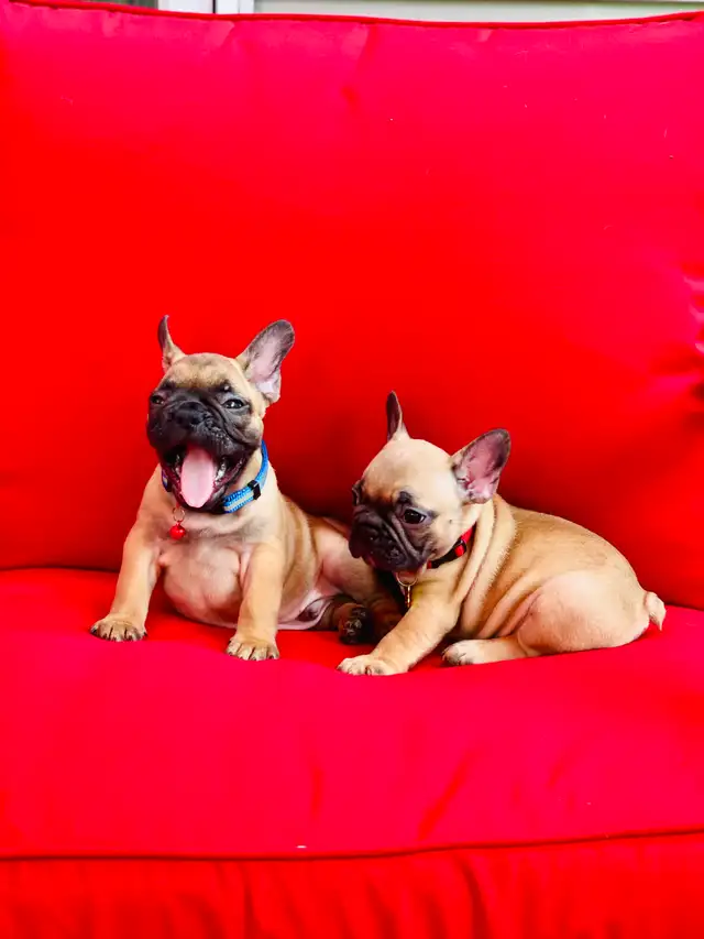 FRENCH BULLDOG PUPPIES - Photo 8