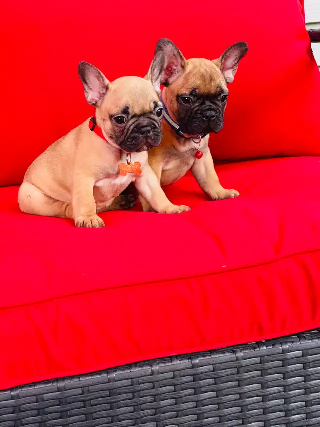 FRENCH BULLDOG PUPPIES - Photo 9