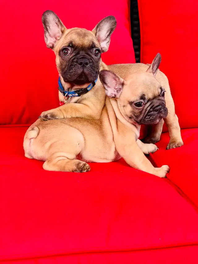 FRENCH BULLDOG PUPPIES - Photo 10