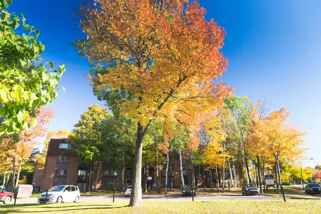 4 1/2 Charny Tout inclus Piscine septembre - Photo 12