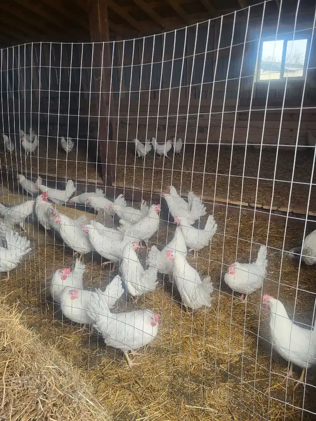 chickens - Photo 2