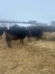 replacement heifers