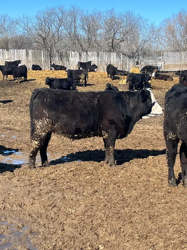 replacement heifers - Photo 2