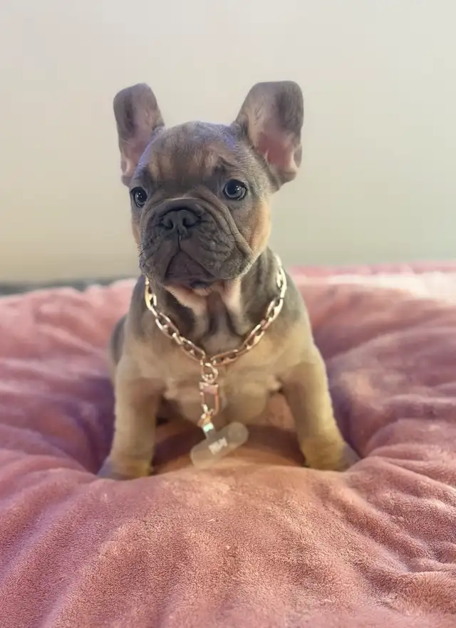 FRENCH BULLDOG PUPPIES