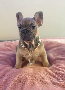 FRENCH BULLDOG PUPPIES