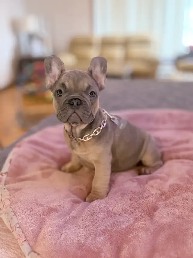 FRENCH BULLDOG PUPPIES - Photo 2