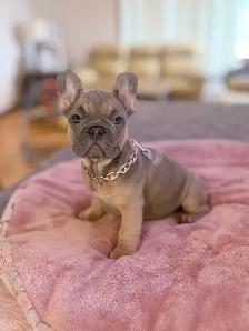 FRENCH BULLDOG PUPPIES - Photo 2