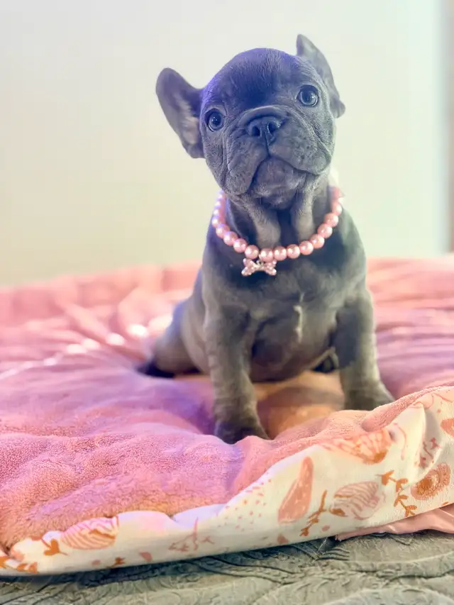 FRENCH BULLDOG PUPPIES - Photo 3