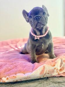 FRENCH BULLDOG PUPPIES - Photo 3
