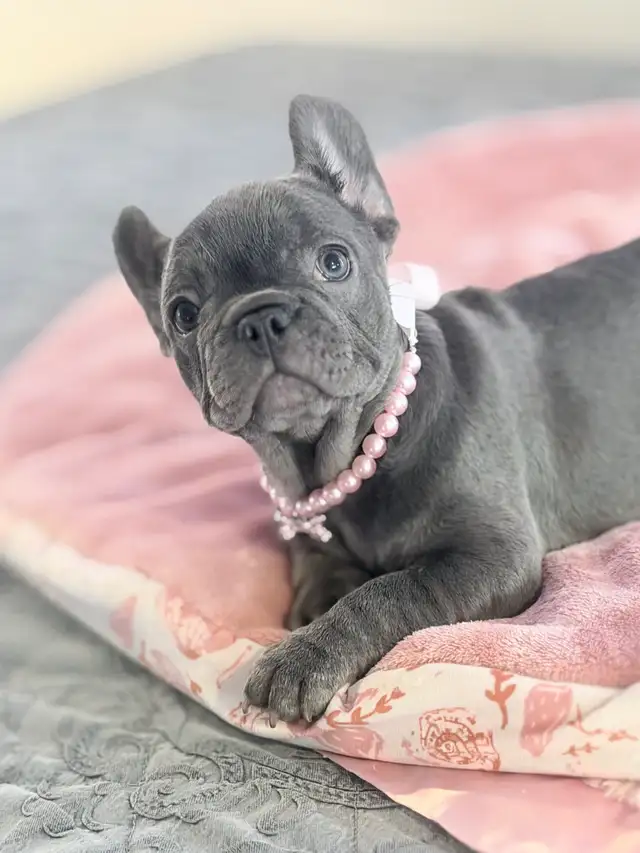 FRENCH BULLDOG PUPPIES - Photo 4