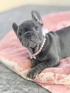 FRENCH BULLDOG PUPPIES - Photo 4