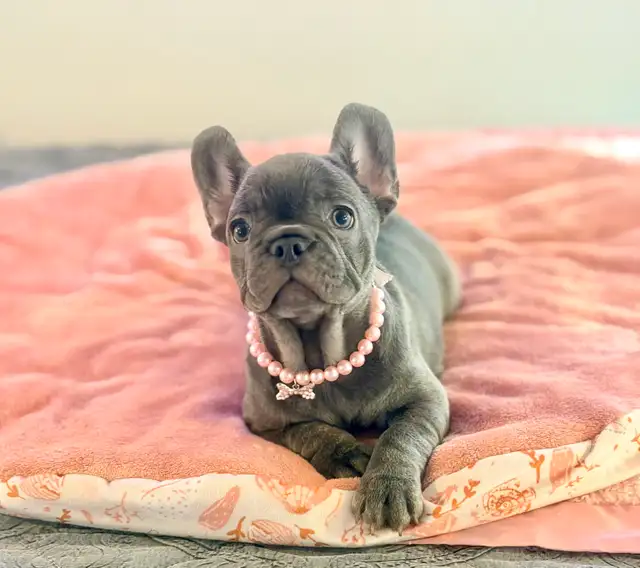 FRENCH BULLDOG PUPPIES - Photo 5