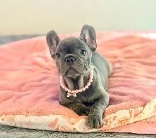 FRENCH BULLDOG PUPPIES - Photo 5