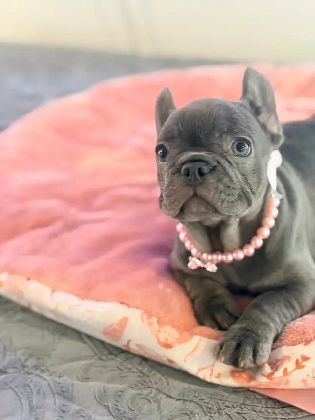 FRENCH BULLDOG PUPPIES - Photo 6