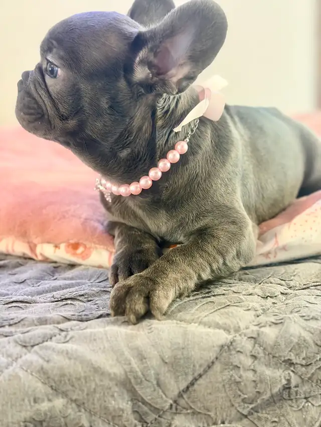 FRENCH BULLDOG PUPPIES - Photo 7