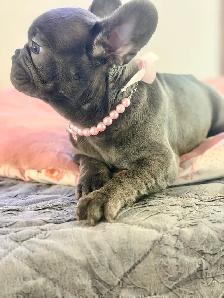 FRENCH BULLDOG PUPPIES - Photo 7