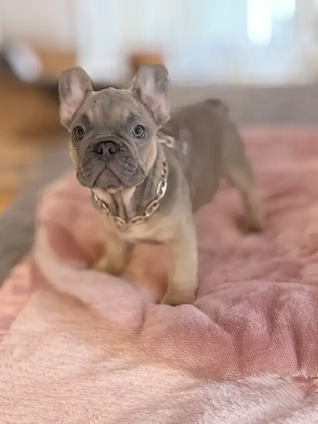 FRENCH BULLDOG PUPPIES - Photo 8