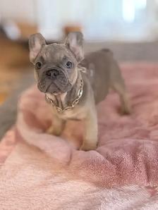 FRENCH BULLDOG PUPPIES - Photo 8
