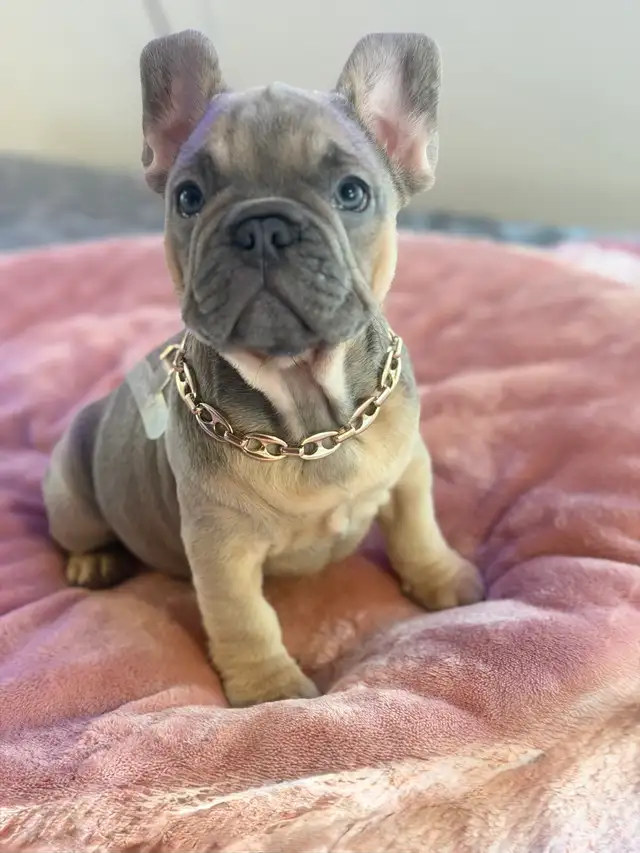 FRENCH BULLDOG PUPPIES - Photo 9