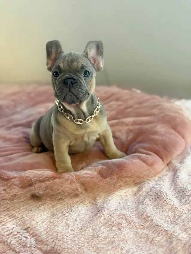 FRENCH BULLDOG PUPPIES - Photo 10